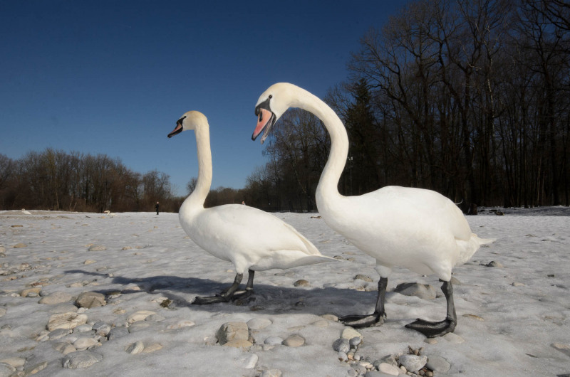 Mute swan