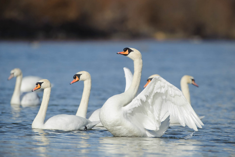 Mute swan