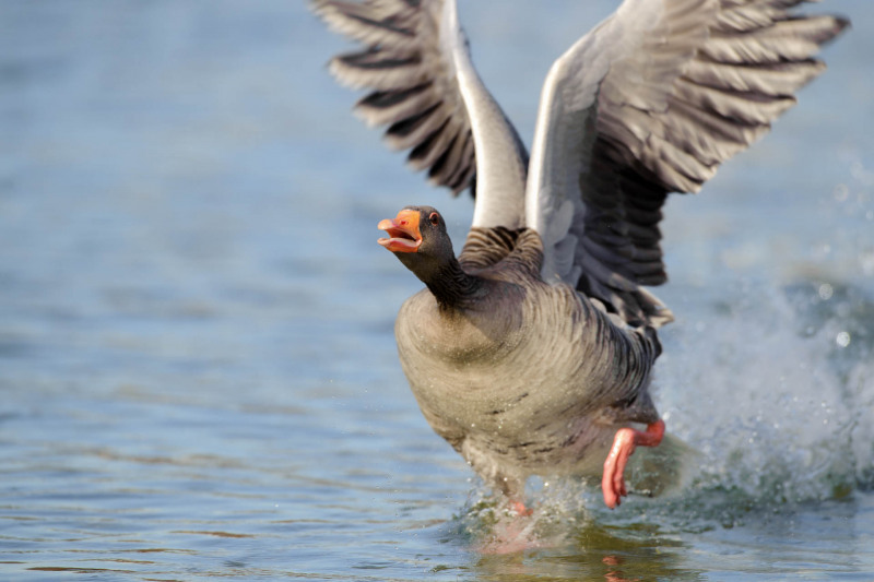 Greylag goose