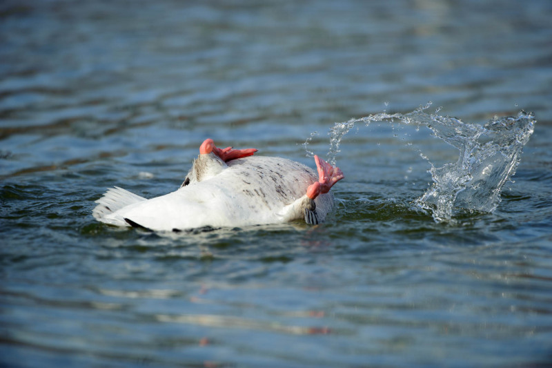 Greylag goose