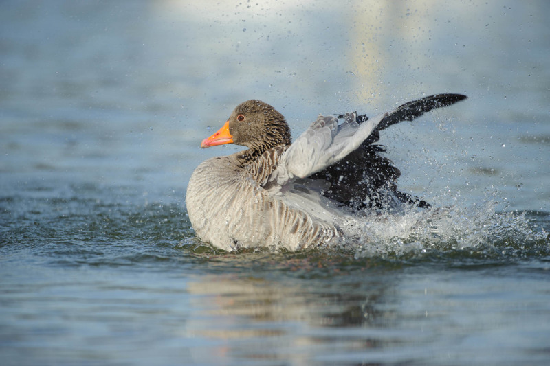 Greylag goose
