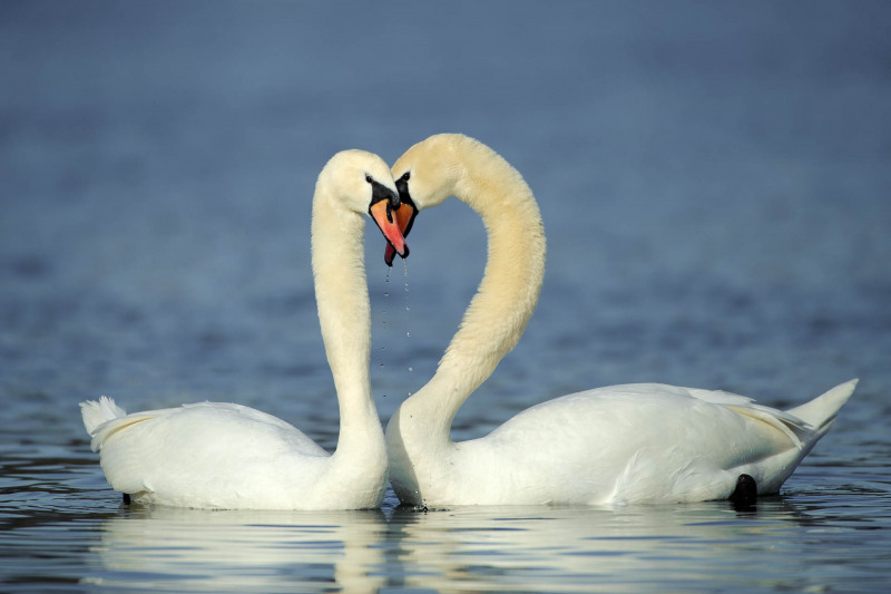 Mute swan