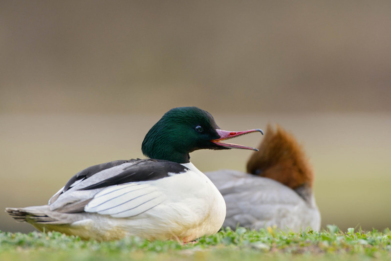 Goosander