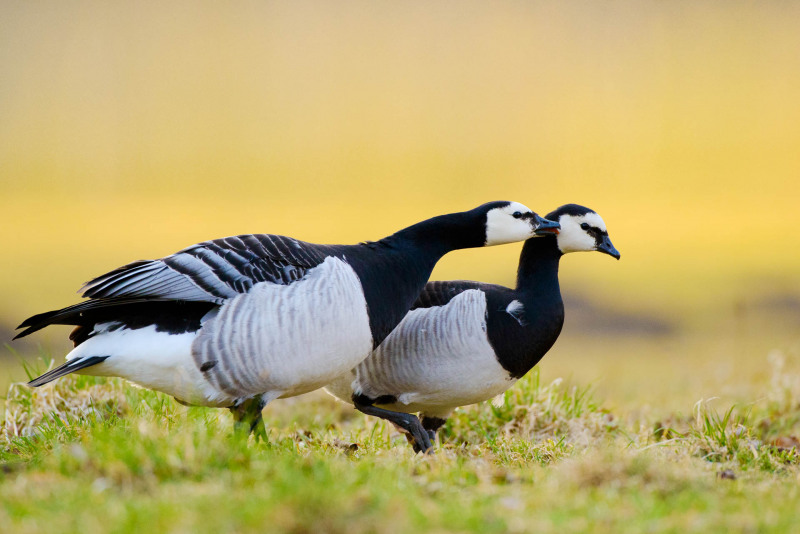 White-fronted goose