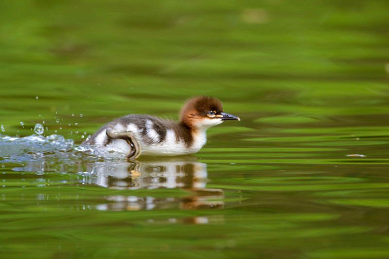 Goosander