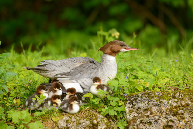 Goosander