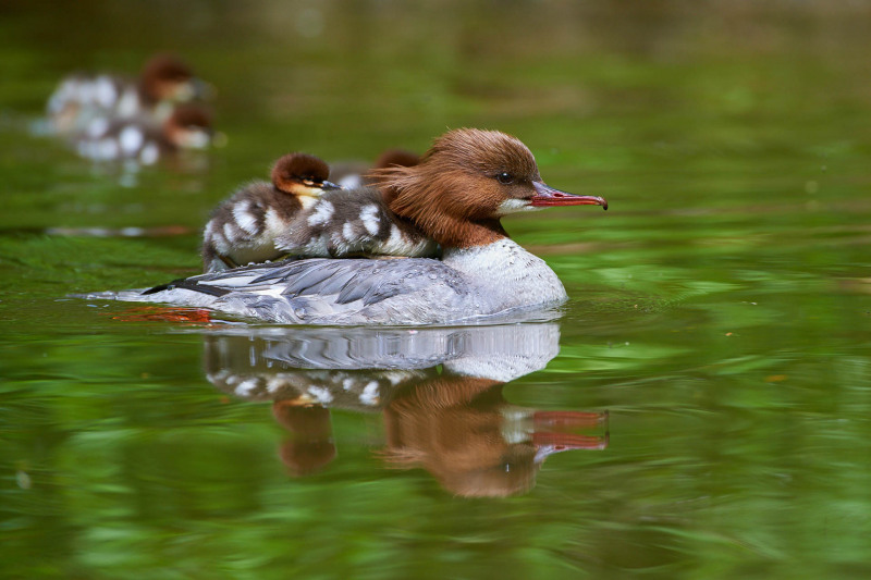 Goosander