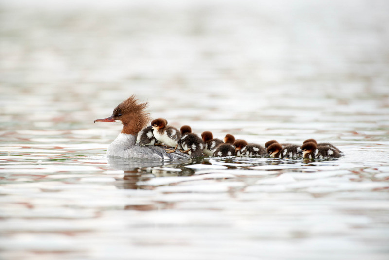 Goosander