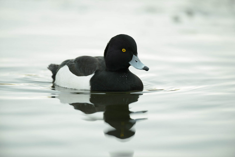 Tufted duck