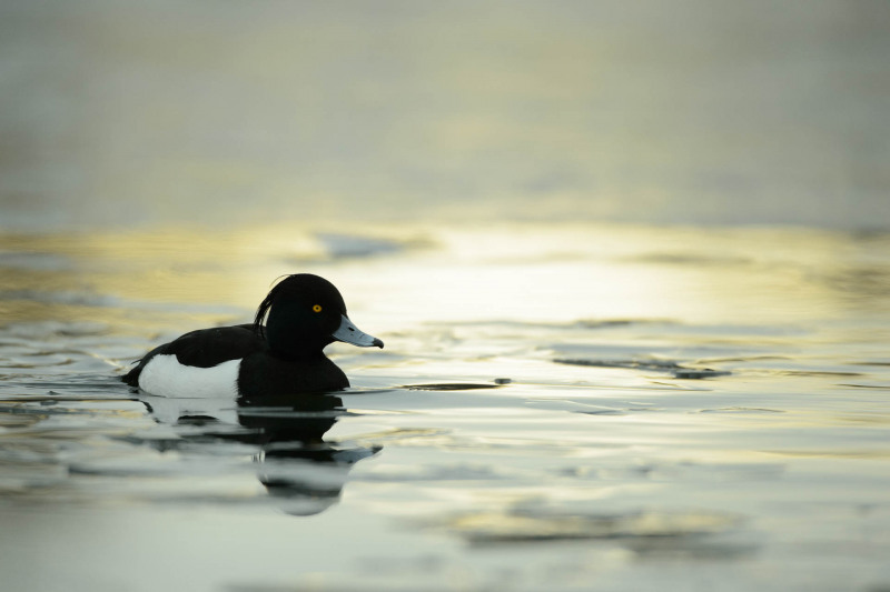 Tufted duck