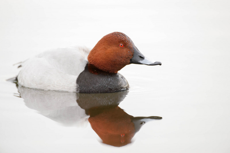 Pochard
