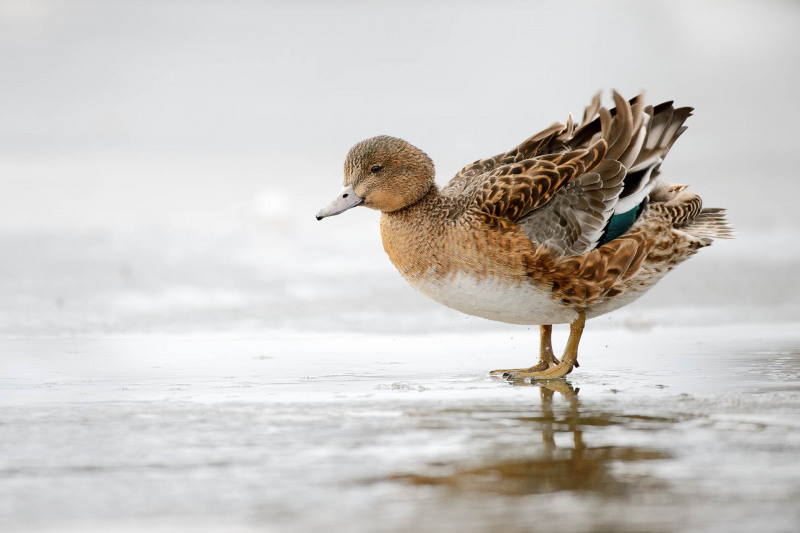 Wigeon