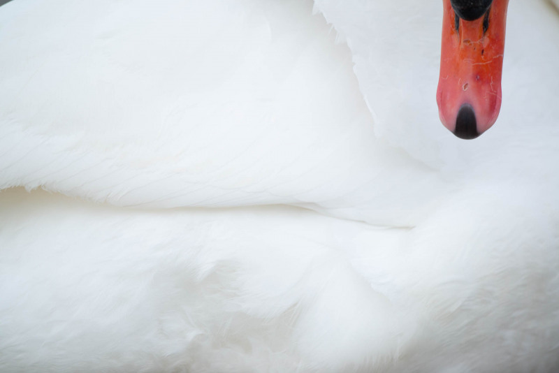 Mute swan
