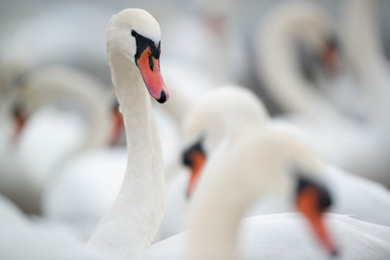Mute swan