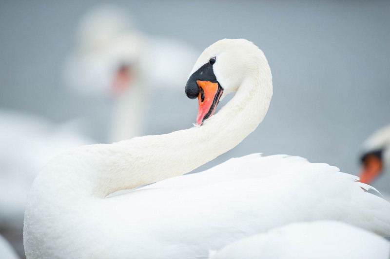Mute swan