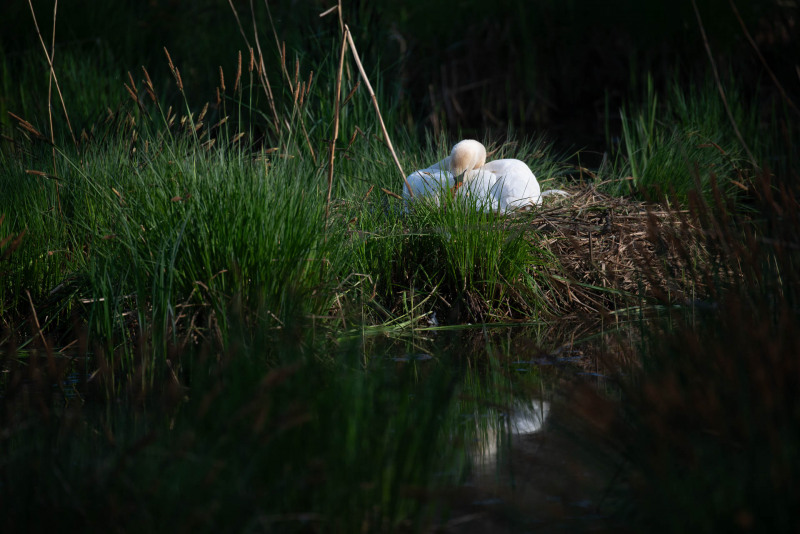 Mute swan