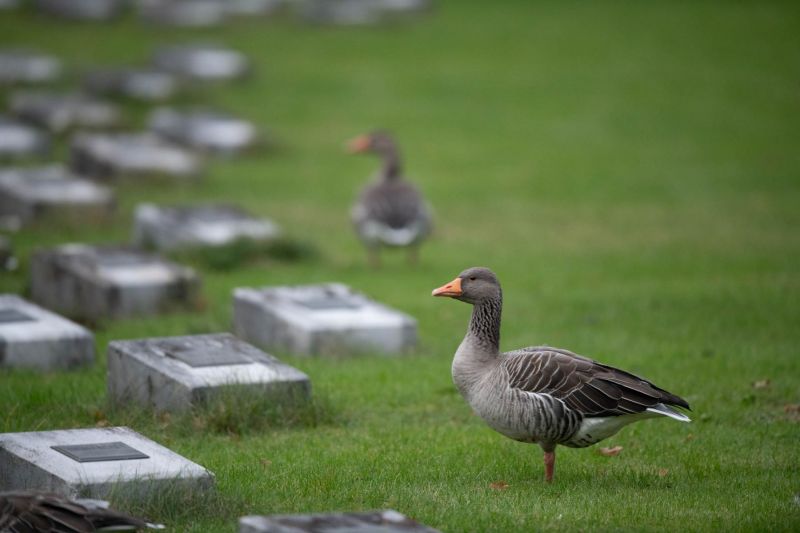 Graugans steht auf einem Rasen zwischen Grabsteinen.