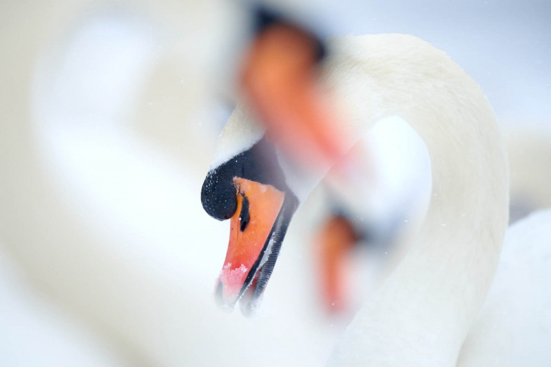 Mute swan