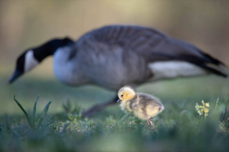Just after hatching, young Canada geese are yellow balls of feathers that scurry around between the watchful eyes of their parents.