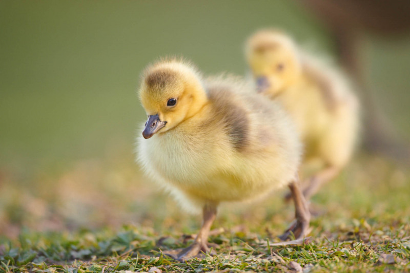 Greylag goose chicks