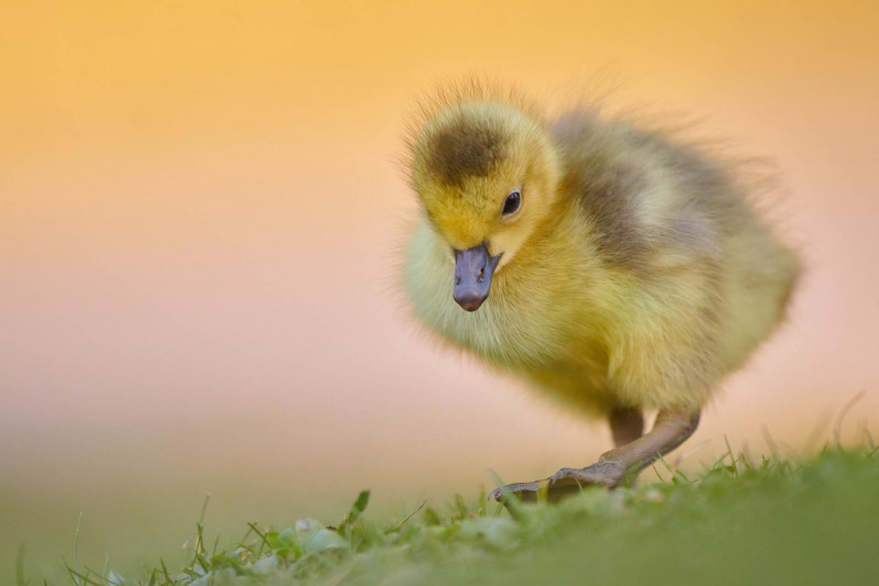 Greylag goose chicks