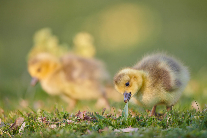 Greylag goose chicks