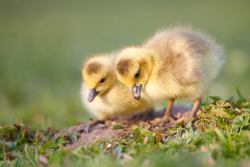 Greylag goose