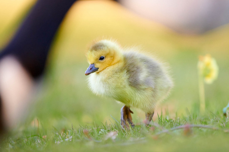 Greylag goose chicks