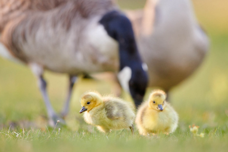 Canada goose