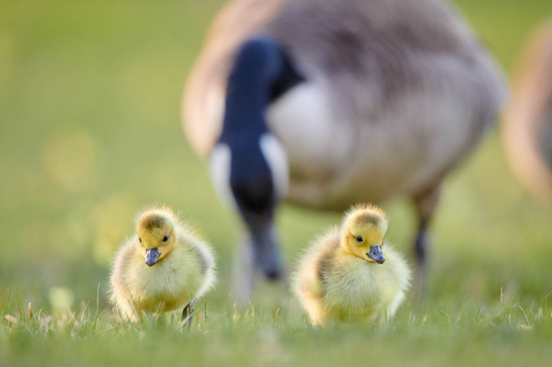 Canada goose