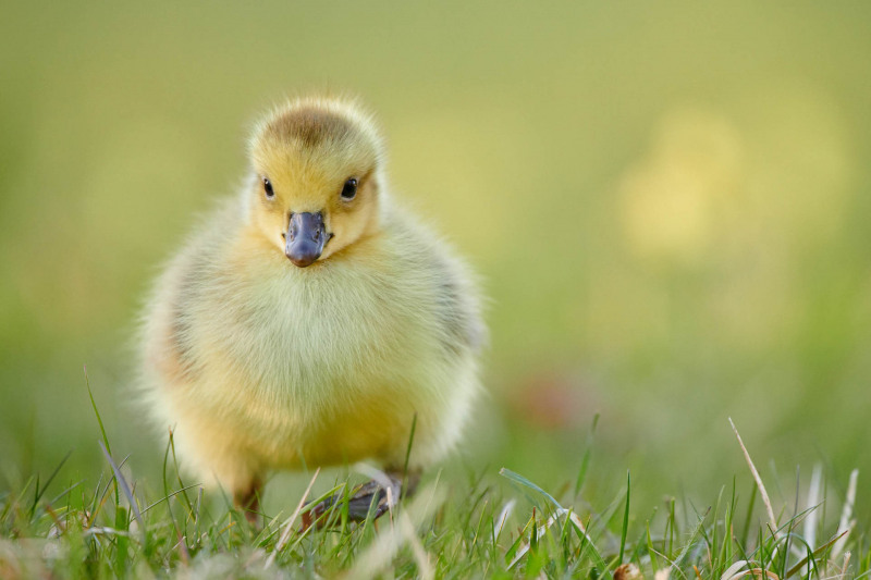 Canada goose