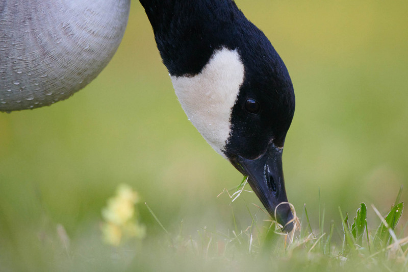 Canada goose