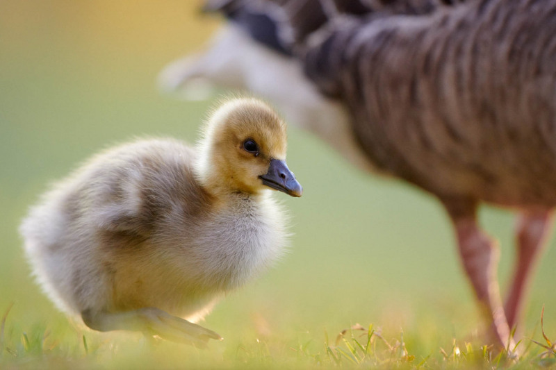 Greylag goose