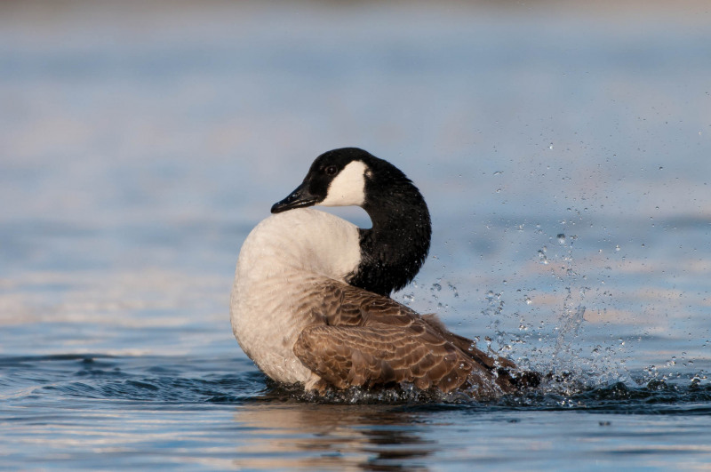 Bathing Canada goose