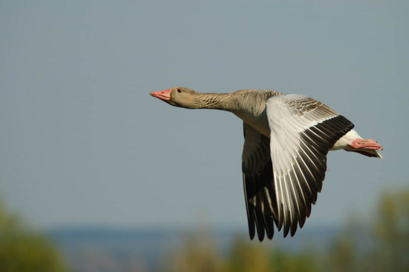 Greylag goose