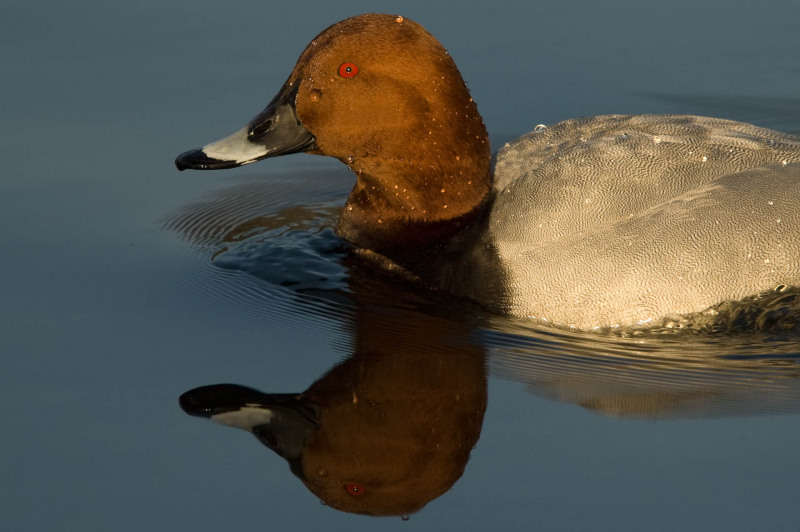 Pochard