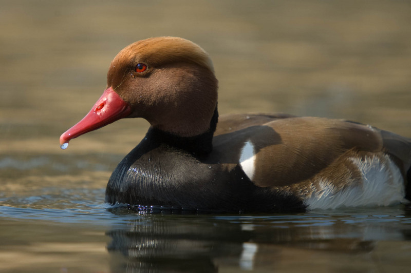 Pochard