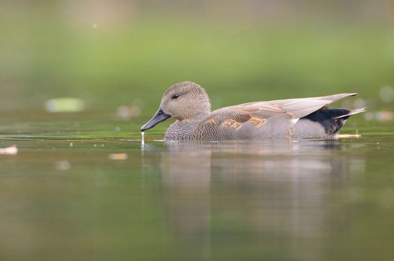 Schnatterente schwimmt ruhig auf einem Wasseroberfläche