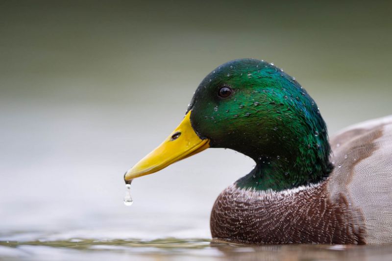 Männliche Stockente mit grünem Kopf und gelbem Schnabel auf dem Wasser.