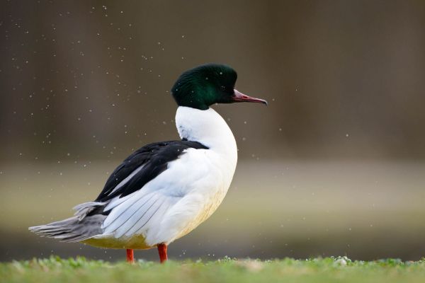 Gänsesäger mit schwarzem Kopf und weißem Körper steht seitlich am Ufer.