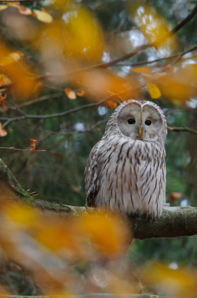 Ein Habichtskauz sitzt auf einem Ast im herbstlichen Wald.