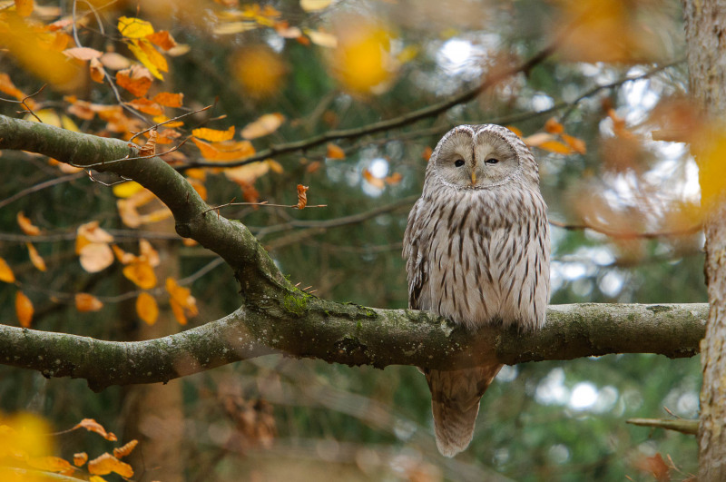 Ein Habichtskauz sitzt auf einem Ast in einem herbstlichen Wald.