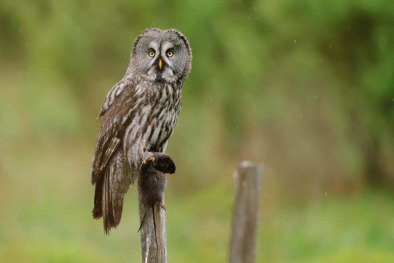 Bartkauz sitzt aufmerksam auf einem Holzpfahl in grüner Landschaft.