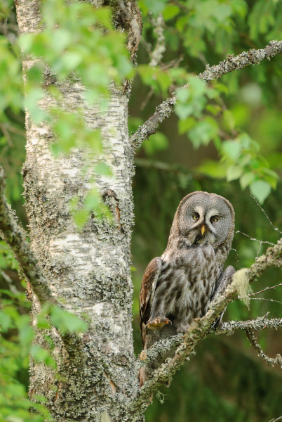 Bartkauz sitzt aufmerksam auf einem Ast im Wald, mit auffälliger Gesichtsscheibe.