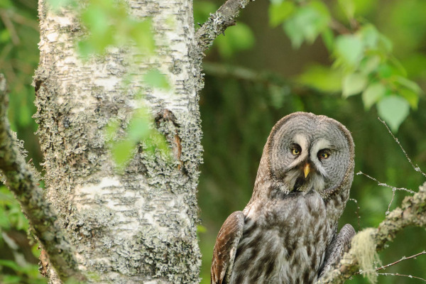 Bartkauz sitzt aufmerksam auf einem Ast im Wald, mit auffälliger Gesichtsscheibe.