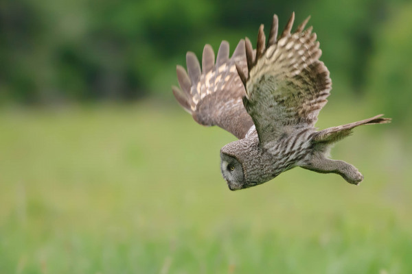 Bartkauz mit weit gespannten Flügeln im Flug, unscharfer grüner Hintergrund.