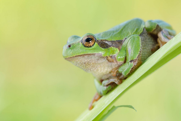 Ein Europäischer Laubfrosch sitzt auf einem grünen Pflanzenstängel.
