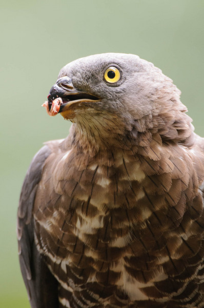 Honey buzzard