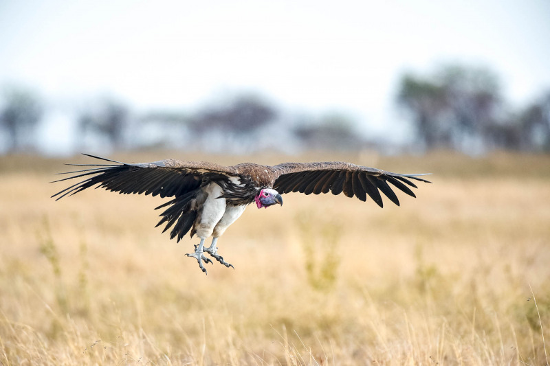 Eared vulture