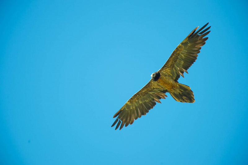 Juvenile bearded vulture